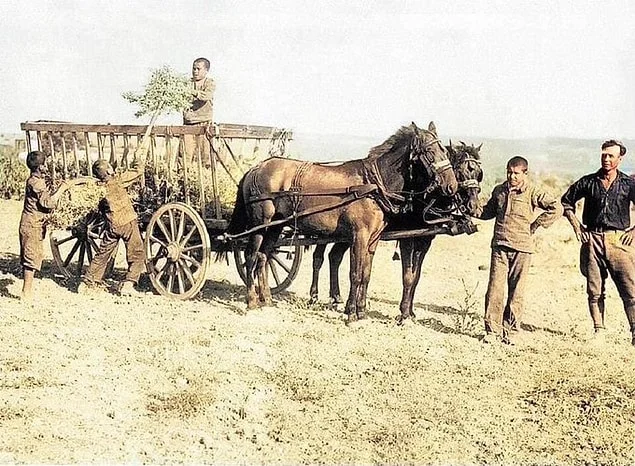 Kızılçullu Köy Enstitüsü'nde hasat zamanı. İzmir, 1945.webp