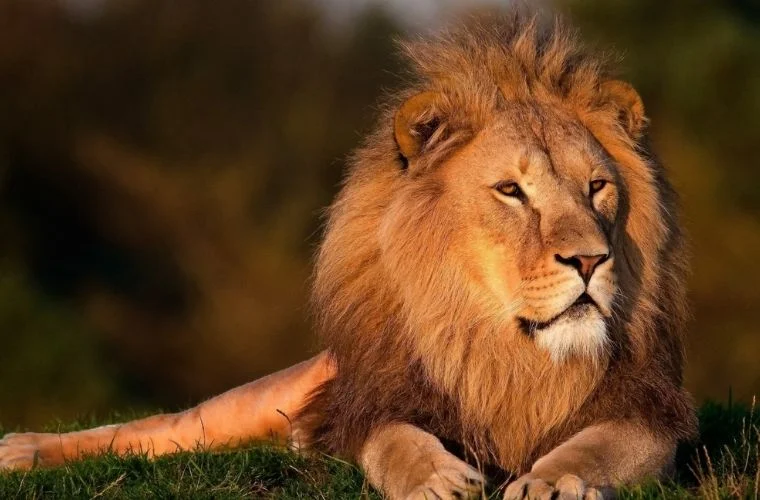 aslan-kocayinca-sican-deligi-gozetir-atasozu.webp
