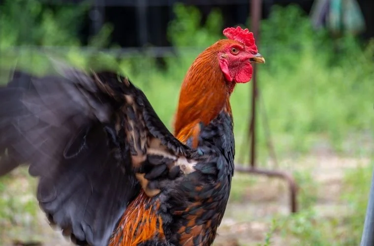 horoz-olur-gozu-coplukte-kalir-atasozunun-anlami.webp