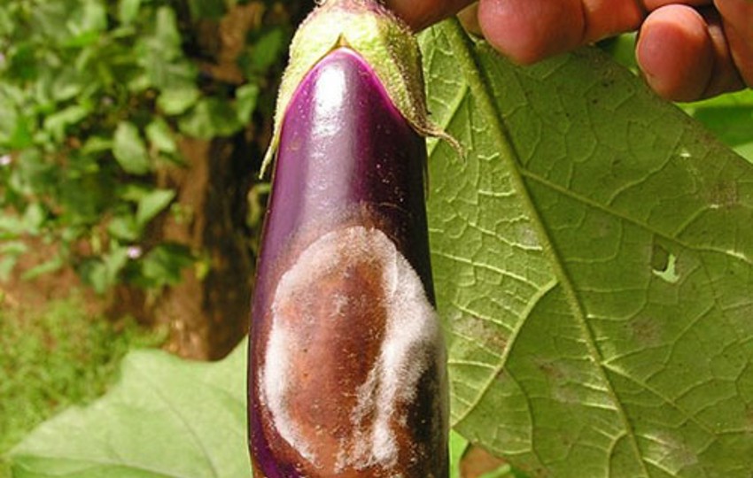 patlıcanda-görülen-hastalıklar-arguntc.jpg