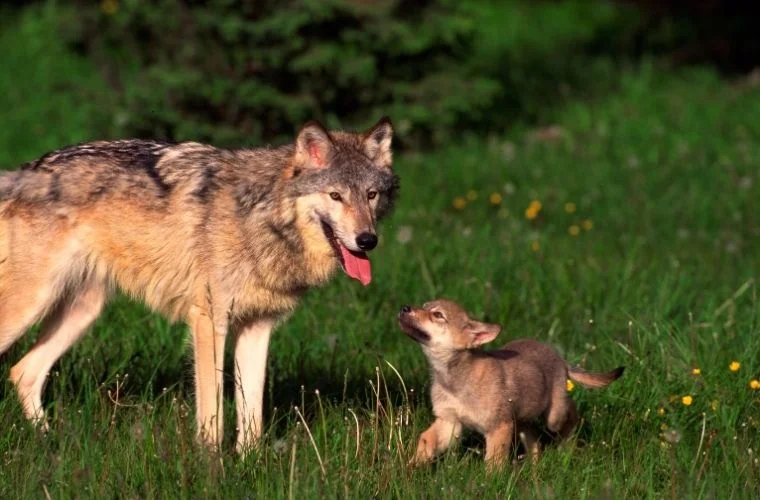 urumesini-bilmeyen-kopek-suruye-kurt-getirir-atasozu.webp
